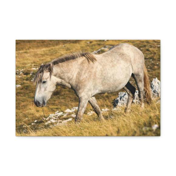 Tarpan Hunting Tarpan on Hunt Print Animal Wall Art Wildlife Canvas Prints Wall